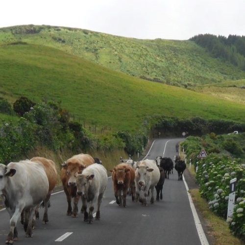 O melhor dos açores 2
